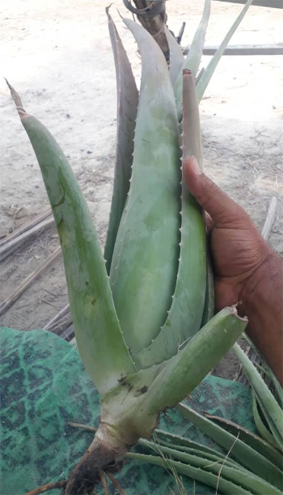 پاجوش