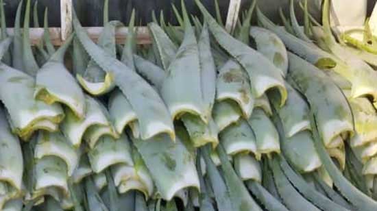 برگ آلوئه ورا