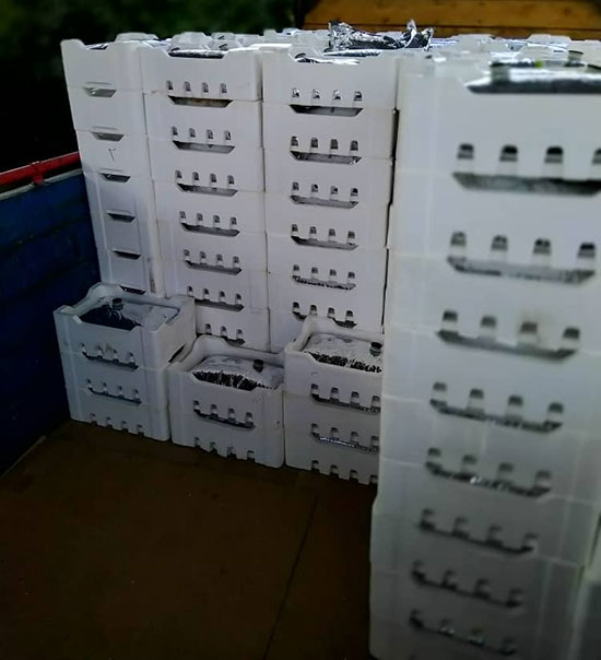 دایس 01 دایس 01