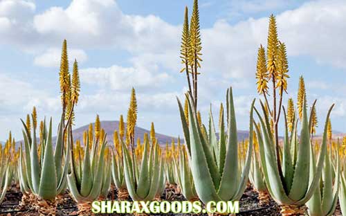 آشنایی با نحوه کاشت آلوئه ورا و راه اندازی مزرعه آلوئه ورا