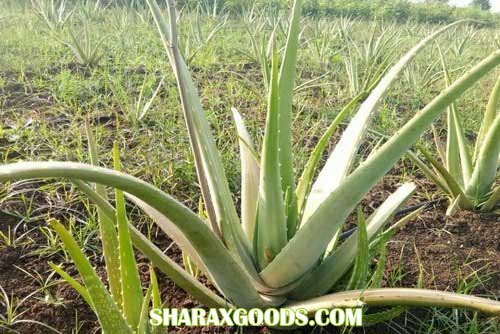 مزرعه آلوئه ورا مزرعه آلوئه ورا