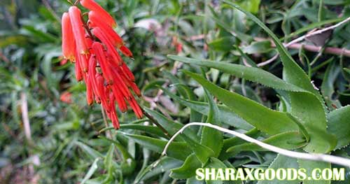Aloe ciliaris Aloe ciliaris
