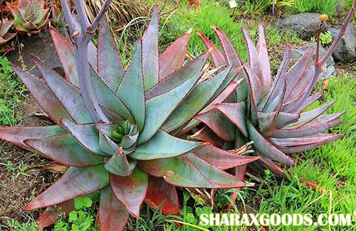 Aloe capitata var Aloe capitata var