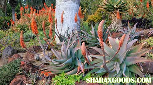 Aloe rubroviolacea Aloe rubroviolacea