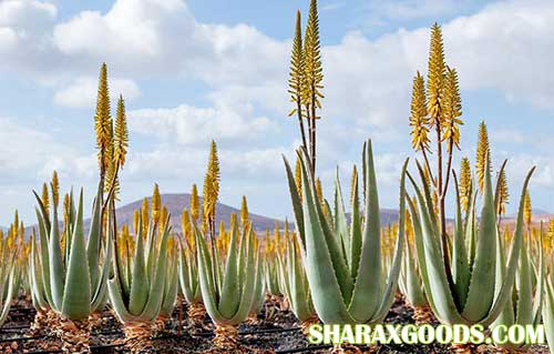 Aloe barbadensis Aloe barbadensis