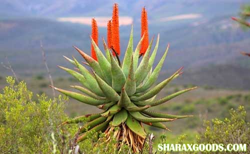Aloe ferox Aloe ferox