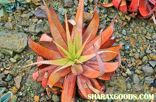 Aloe microstigma Aloe microstigma