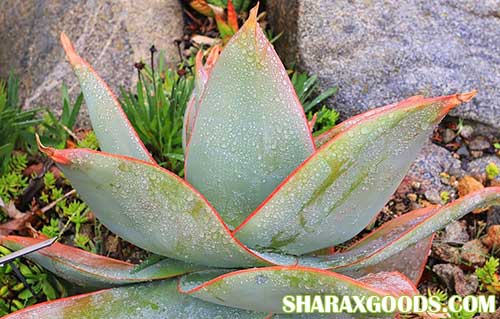 Aloe striata Aloe striata