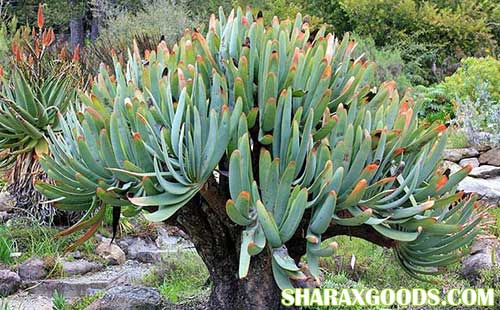 Aloe plicatilis Aloe plicatilis