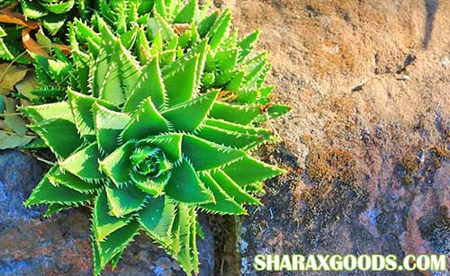 Aloe nobilis Aloe nobilis