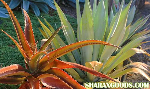 Aloe vaombe Aloe vaombe