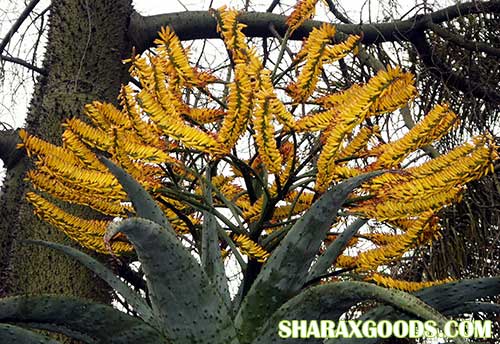 Aloe marlothi Aloe marlothi