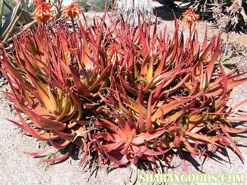 Aloe cameronii Aloe Cameronii