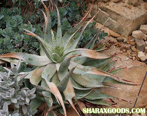 Aloe Hereroensis Aloe Hereroensis