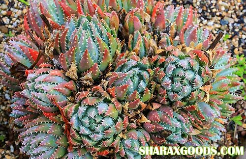 Aloe Brevifolia Aloe Brevifolia