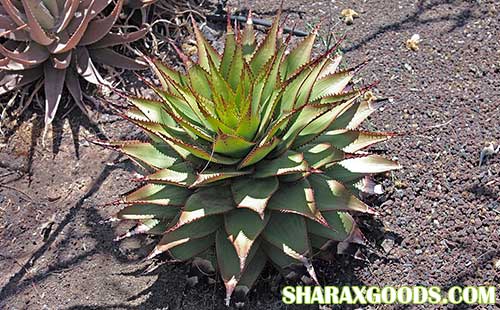 aloe broomii aloe broomii