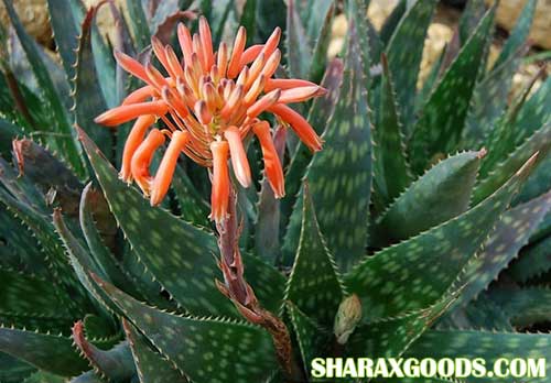 Aloe Maculata Aloe Maculata