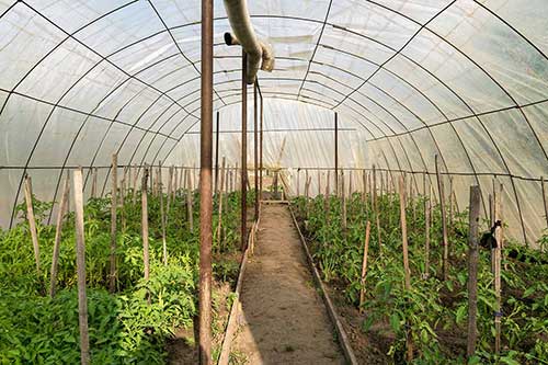 محصولات مناسب برای کاشت گلخانه