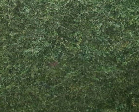 برگ خشک مورینگا