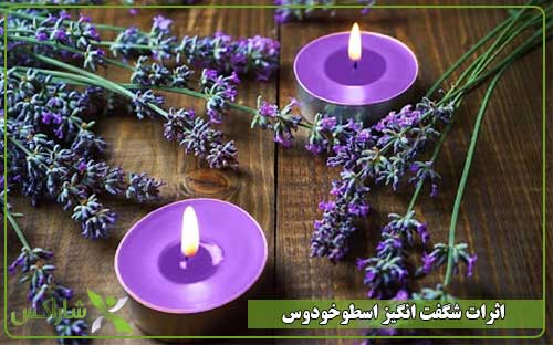 اثرات شگفت انگیز اسطوخودوس