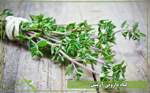 گیاه دارویی آویشن