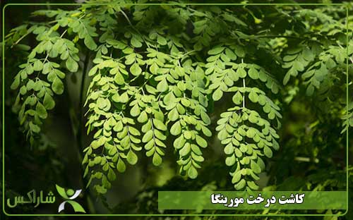 کاشت درخت مورینگا