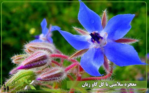 معجزه سلامتی با گل گاو زبان