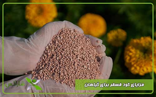 مزایای کود فسفر برای گیاهان