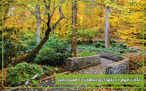 نکات مهم در نگهداری گیاهان در فصل پاییز